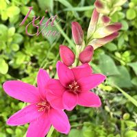 イキシア,ヤリズイセン,球根植物,花のある暮らし,南アフリカ原産の画像