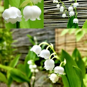 春の花,花言葉,山野草,白い花,清楚の画像
