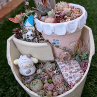 黒兎,マーブルネックレス(斑入りグリーンネックレス),紅稚児(べにちご),寄せ植え,多肉植物の画像