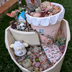 黒兎,マーブルネックレス(斑入りグリーンネックレス),紅稚児(べにちご),寄せ植え,多肉植物の画像