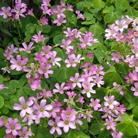 コンロンカ,コンロンカ,ゼラニウム,ゼラニウム,トウダイグサの画像