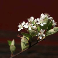 アロニア,ポコんちの庭の花の画像