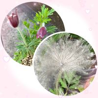 オダマキ,シラー,翁草のまわた,黄色翁草の種とり,スブレートカーパスの画像