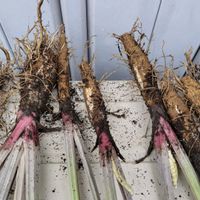 ゴボウ,ごぼう(牛蒡),プランター植え,プランター栽培,根菜の画像