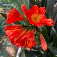 クンシラン,鉢植え,おうち園芸,庭の画像