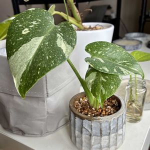 モンステラ,モンステラ デリシオーサ,斑入りモンステラ,観葉植物,植え替えの画像