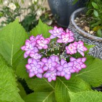 セージ,アナベル,紫陽花　万華鏡,アジサイ てまりてまり,アジサイ ひな祭りの画像