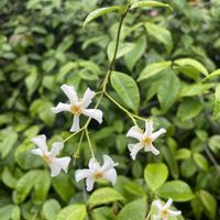 テイカカズラ,素敵な出会い,季節を楽しむ,胸キュン,自生の花の画像
