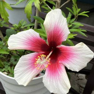 ハイビスカス,多肉植物,塊根植物,コーデックス,花のある暮らしの画像