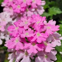 バーベナ,オステオスペルマム,キララ,オステオスペルマム キララ,花手毬の画像