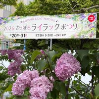 ライラック,花壇,北海道,旅先で,札幌大通り公園の画像