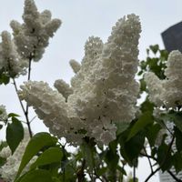 ライラック,ライラックの木,北海道,旅先で,札幌大通り公園の画像