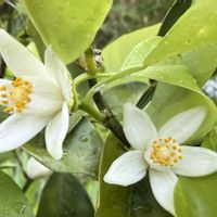 柚子,のんびり過ごそう,木の花,果樹の花,今日も笑顔で♡の画像