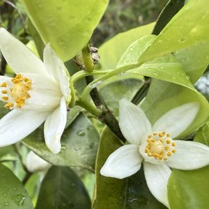 柚子,のんびり過ごそう,木の花,果樹の花,今日も笑顔で♡の画像