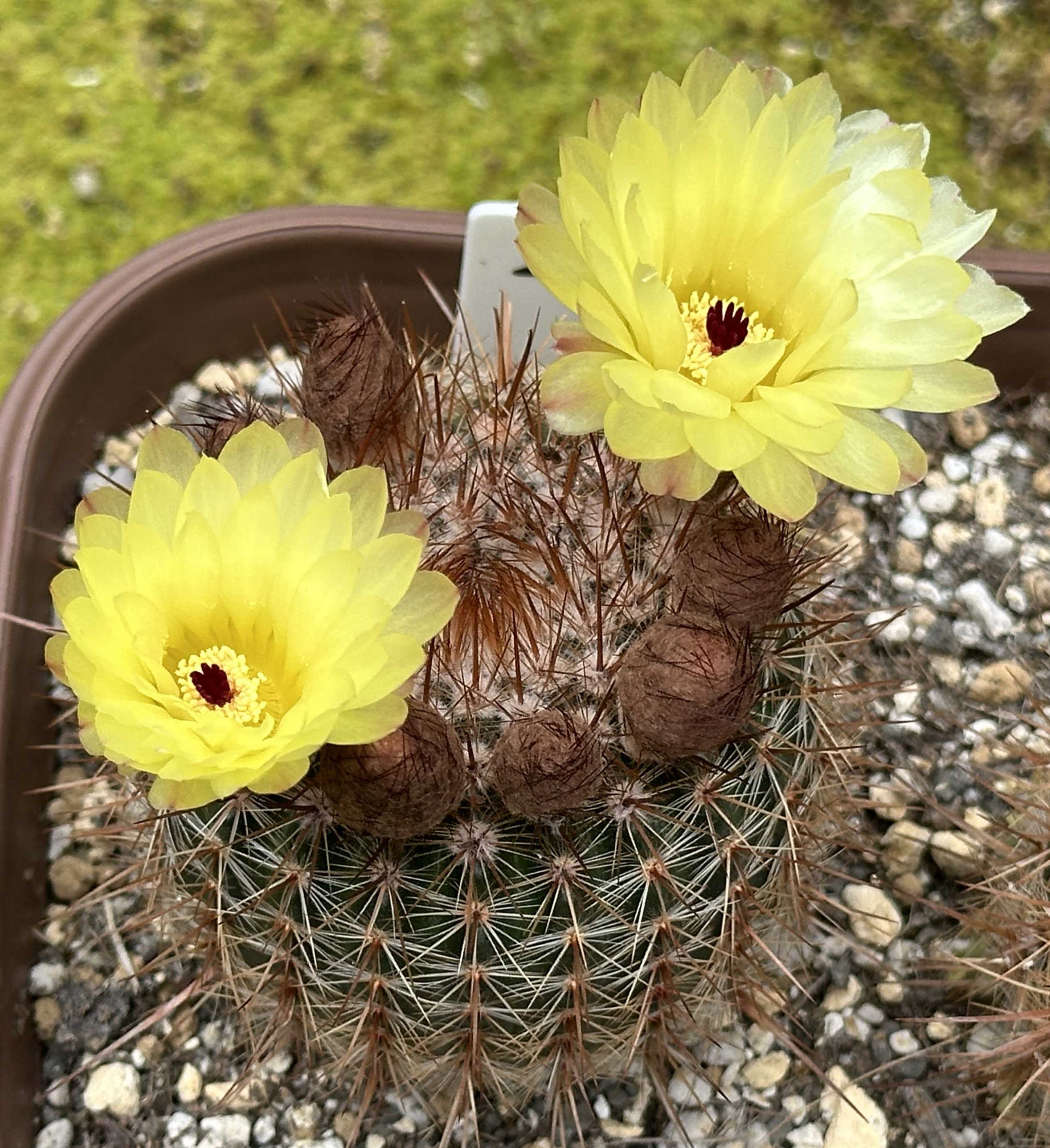 サボテンの花を咲かせるコツ！つぼみがしぼむ原因とは？花が咲く11品種