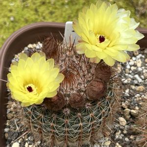サボテン,サボテン科,サボテンの花,黄色の花,ダイソー出身の画像