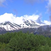 スモモ,小梨,白樺,新緑,乗鞍高原の画像