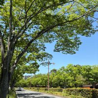 ケヤキ,山口県立美術館,目に青葉～2026,山口県山口市亀山の画像