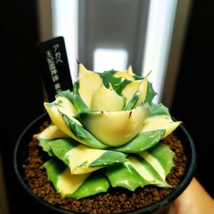 アガベ,王妃雷神錦,アガベ王妃雷神,王妃雷神黄中斑,多肉植物の画像