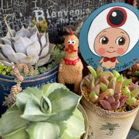 ワタ,王妃雷神錦,オブチョコ,祝宴錦,エケベリア　スイートポテトの画像