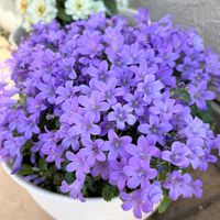 ベルフラワー,花のある暮らし,素敵色,みっちり,かわゆい♡の画像
