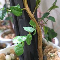 ゴムの木,プミラ,イチジク,観葉植物,クワ科の画像