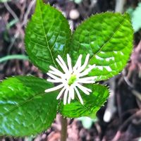ヒトリシズカ,山野草,白い花,おでかけ先,つどいの里八ヶ岳山野草園の画像