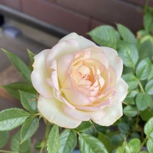 ミニバラ,ヒューケラ,カルーセル　コルダーナ,ガーデニング,花のある暮らしの画像