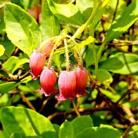 アブラツツジ,イチハツ,ウラジロヨウラク,キンラン,オウギカズラの画像