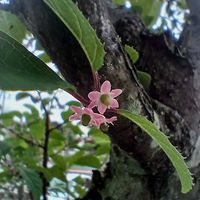 ウメモドキの画像