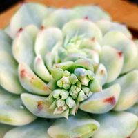 乙女心,多肉植物,ウォーターマーク,多肉の花芽,キュンキュン乙女倶楽部の画像