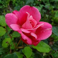苔玉仕立て,ひろしの四季彩々・・・！,お出かけ先にて！の画像