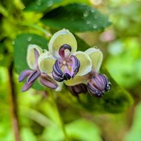 アケビ,庭の画像