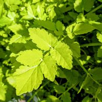 セリ,庭の画像