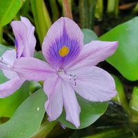 アジサイ,ホテイアオイ,ビオラ,春のお花,春到来！の画像