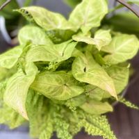 シンゴニウム,シダ,観葉植物,今日のお花,２０２０年５月同期の画像