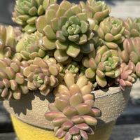セダム,オーロラ,多肉植物,カット挿し,多肉植物のある暮らしの画像