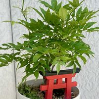 フジ,藤（ふじ）,藤（ふじ）,盆栽,ミニ盆栽の画像