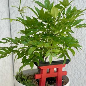 フジ,藤（ふじ）,藤（ふじ）,盆栽,ミニ盆栽の画像