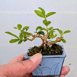 イボタ,盆栽,ミニ盆栽,盆栽苗木,まめ盆栽の画像