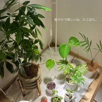 サボテン,テーブルヤシ,パキラ,パキラ,モンステラの画像