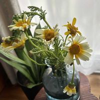 シュンギク,シュンギク,キクナ,白花,キク科の画像