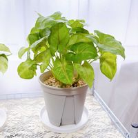 シンゴニウム,シンゴニウム ライム,ダイソー,ダイソー産,100均観葉植物の画像