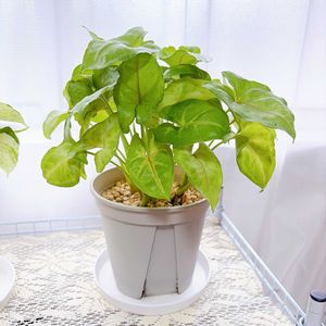 シンゴニウム,シンゴニウム ライム,ダイソー,ダイソー産,100均観葉植物の画像