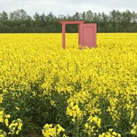 菜の花,菜の花,ナノハナ,いい香り,ビタミンカラーの画像