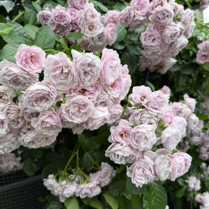 バラ　プロローグ,ガーデニング,フロントガーデン,春の庭,ばら バラ 薔薇の画像