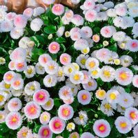 デージー,白い花の画像