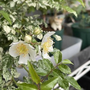 ノイバラ,ノイバラ,鉢植え,小品盆栽,ベランダの画像