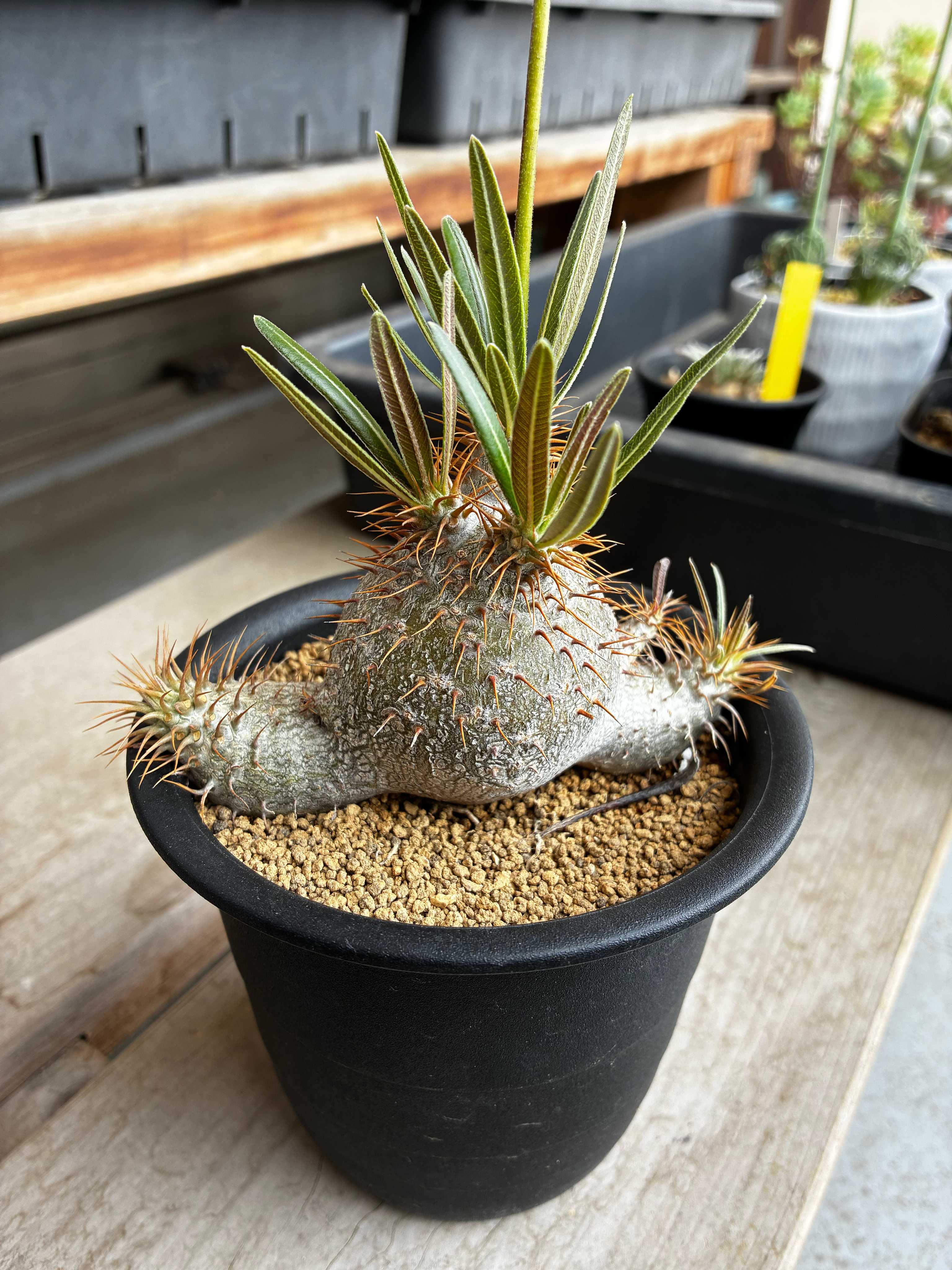 パキポディウムの育て方｜ 植え替え時期や室内での置き場所は