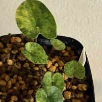 カンアオイ,花のある暮らし,カンアオイ類,観葉植物のある暮らし,花友募集中✨の画像